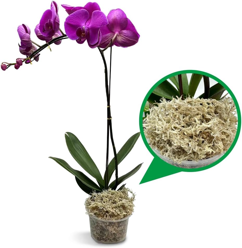 Natural Long Fiber Sphagnum Moss 42QT for Orchid Potting Mix, and Moss Pole for Plants Indoor. Ideal for Propagating