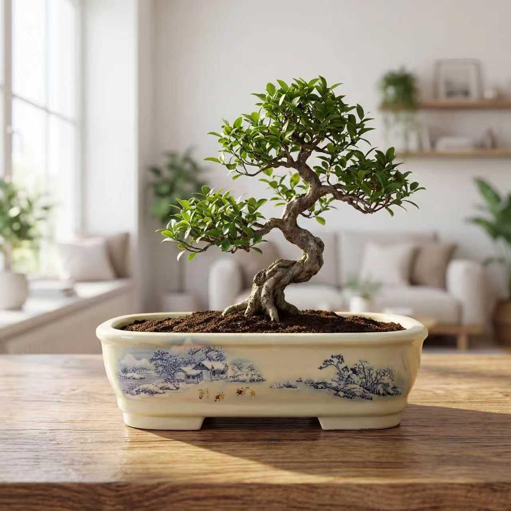 8" Bonsai Pots with Tray, Rectangular Planter in Blue & White | 8" glazed ceramic bonsai pots with tray, large shallow
