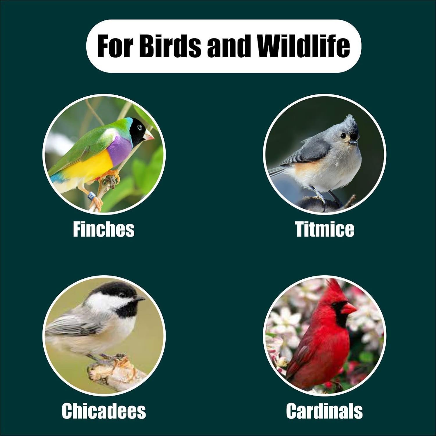 Wildlife Black Oil Sunflower Seeds for Birds and Wildlife, Non-GMO & USA Grown on Small Farms (50 lbs)