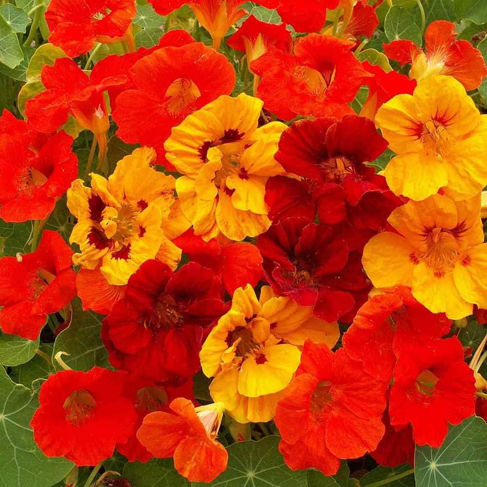 Outsidepride Jewel Mix Nasturtium Seeds - 5 lbs. Annual, Easy to Grow & Versatile, Flower Seeds for Planting Vibrant