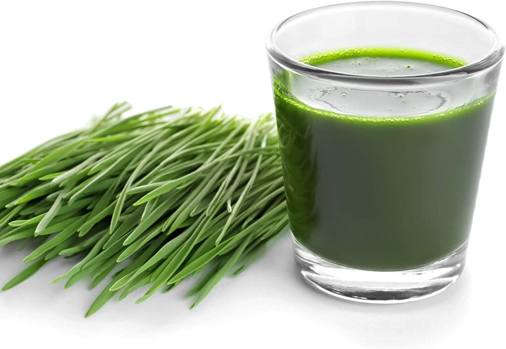 Handy Pantry Organic Wheatgrass Growing Kit w/Hurricane Stainless Steel | Wheat Grass Juicer- Everything to Grow &