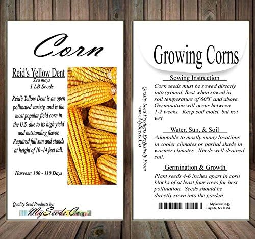 1 lb (1,600+ Seeds) Reid's Yellow Field Corn Seed (OP) Open pollinated Variety - Non-GMO Seeds by MySeeds.Co (1 lb Reid