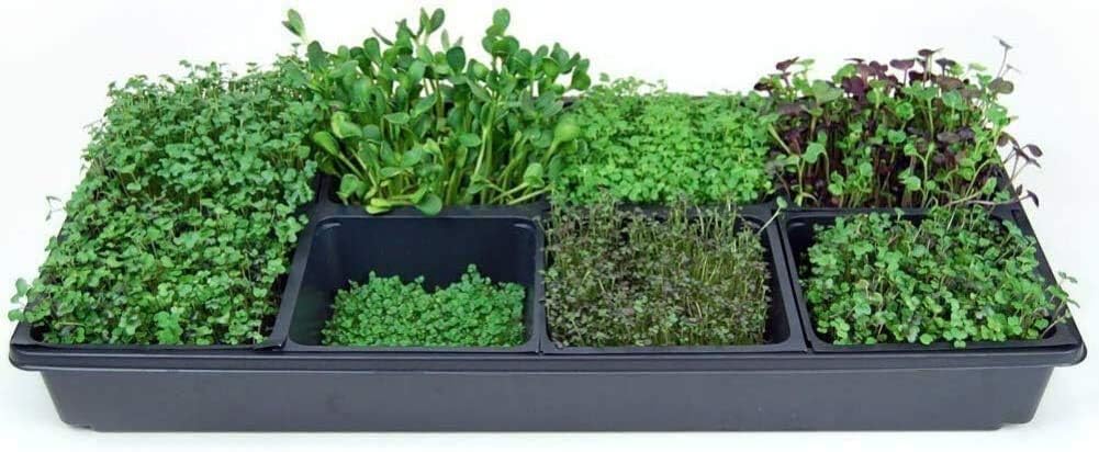 Handy Pantry Micro-Mat Minis Hydroponic Grow Pads - for Organic Production | Plant & Seed Germination: Wheatgrass