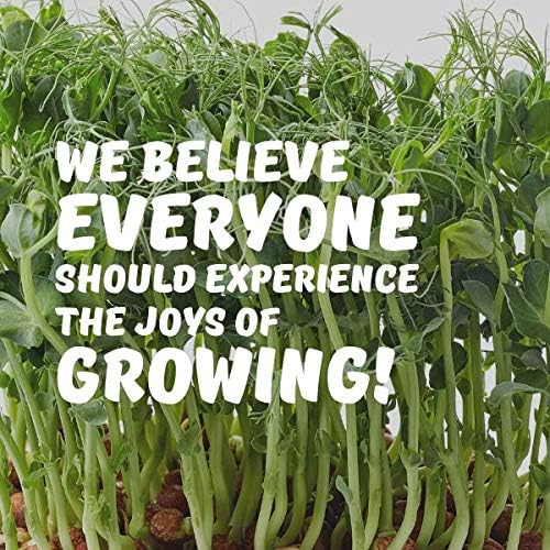 Mountain Valley Seed Co Tendril Pea Microgreens Seeds 5 Lb Bulk 7,200 Seeds | Non-GMO Peas Sprouting Seed for Vegetable