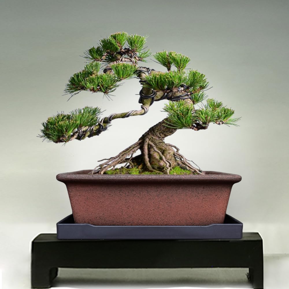 MUZHI Decorative Ceramic Bonsai Planter Pot 8.5 Inch with Tray, Breathable Unglazed Rectangle Terracotta Clay Pot for