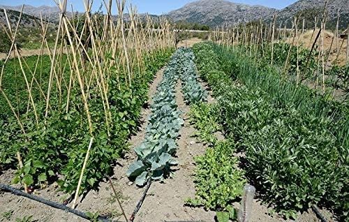Rocky Mountain Goods 50 Foot Flat Weeper Soaker Hose (Pack of 2) - Drip Irrigation - Double Layer Design - Saves 70%