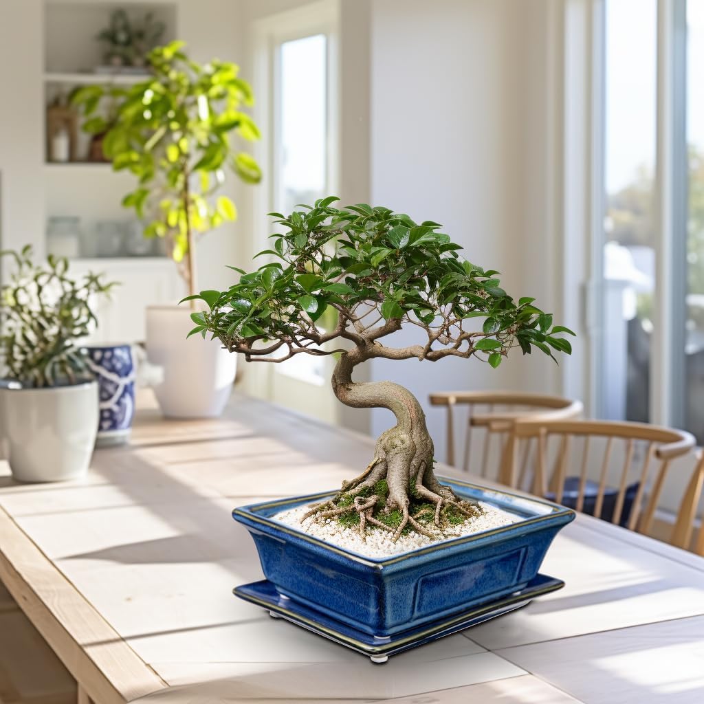 Villa Como Set of 2 Bonsai Pots with Drainage Tray, 7.5" Bonsai Planters | Blue Glazed Ceramic Bonsai Tree Pots