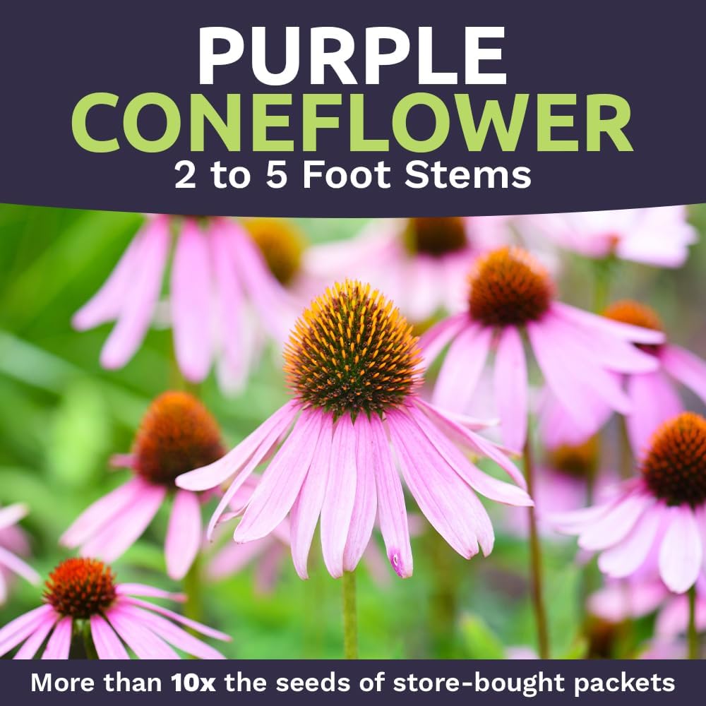 Purple Coneflower Seeds – Bulk Quarter Pound Packet – Over 12,000 Open Pollinated Non-GMO Wildflower Seeds – Echinacea
