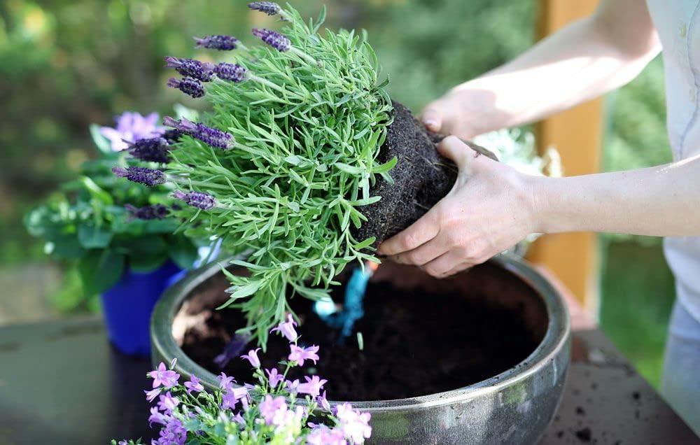 Organic Moisture Control Potting Mix - Absorbs 33% More Water Than Basic Potting Soil - 10 Quart