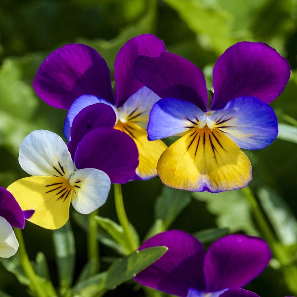 Outsidepride Johnny Jump Up Viola Wild Flower Seeds - 1/2 lb Easy-to-Grow, Compact & Hardy Perennial Seeds for Planting