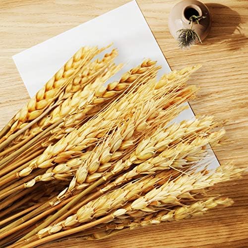 Uieke 17.7 Inches Dried Wheat Stalks, 200 Stems Dried Flowers 100% Natural Wheat for Home Kitchen Wedding Party Table Centerpiece Harvest Wreath Boho Farmhouse DIY Decoration