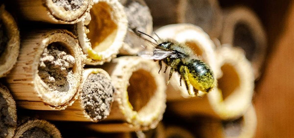 Mason Bee House - Handmade USA Natural Elderberry Bee Hotel - Bee Hive Attracts Peaceful Bee Pollinators to Enhance