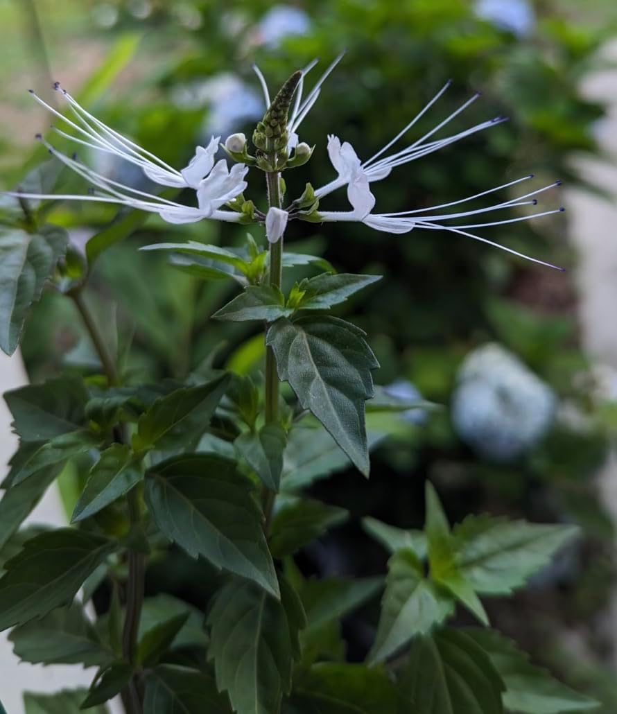 White Cat Whiskers Live Plants - Pack of 2 - Orthosiphon Stameneus - Kidneys Tea Plant - Java Tea Perennial Flowering