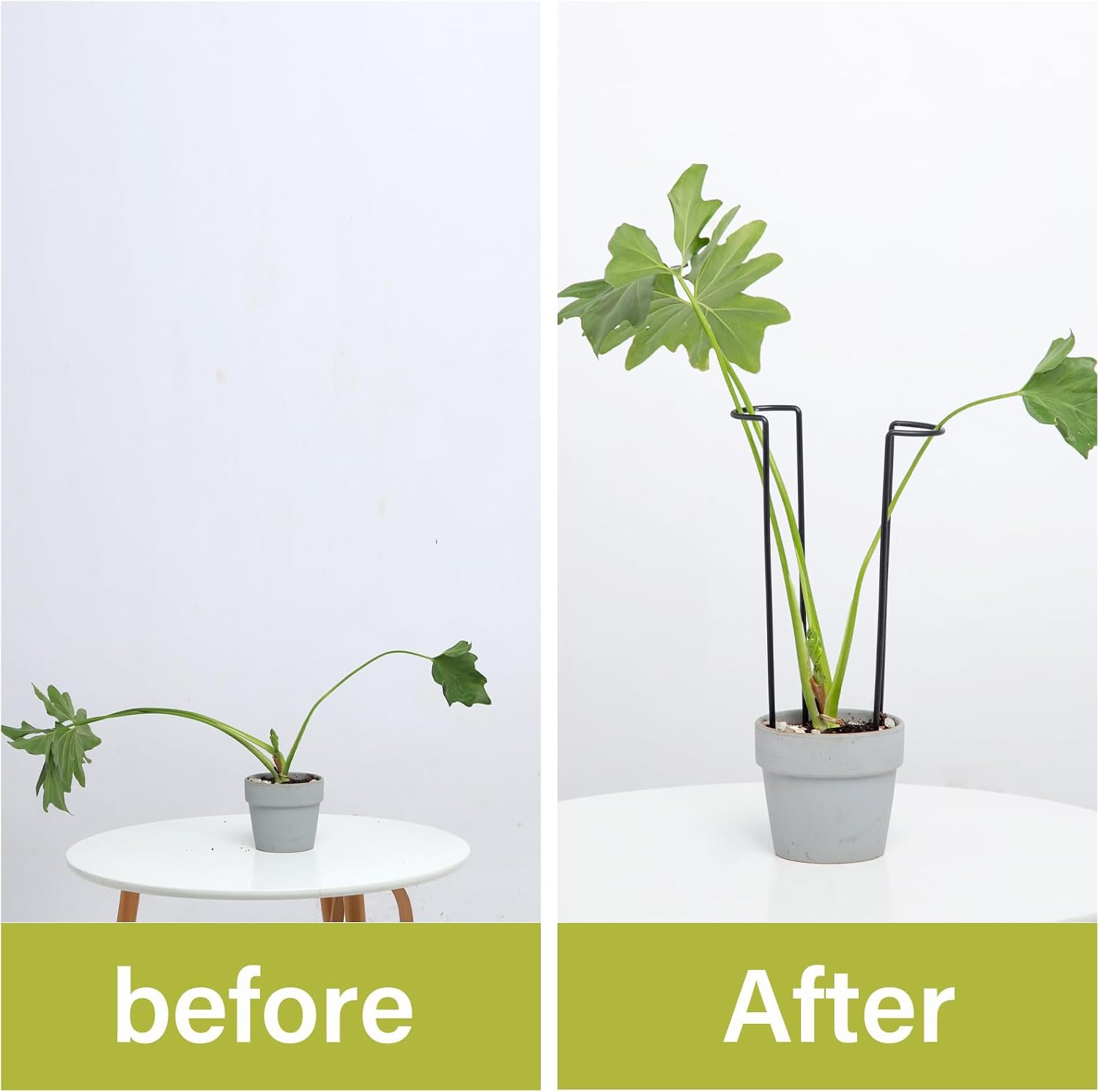 10Pcs Monstera Plant Support - 12" Durable Iron U-Shaped Trellis Stakes | Plant Support Structures & Stakes for Indoor