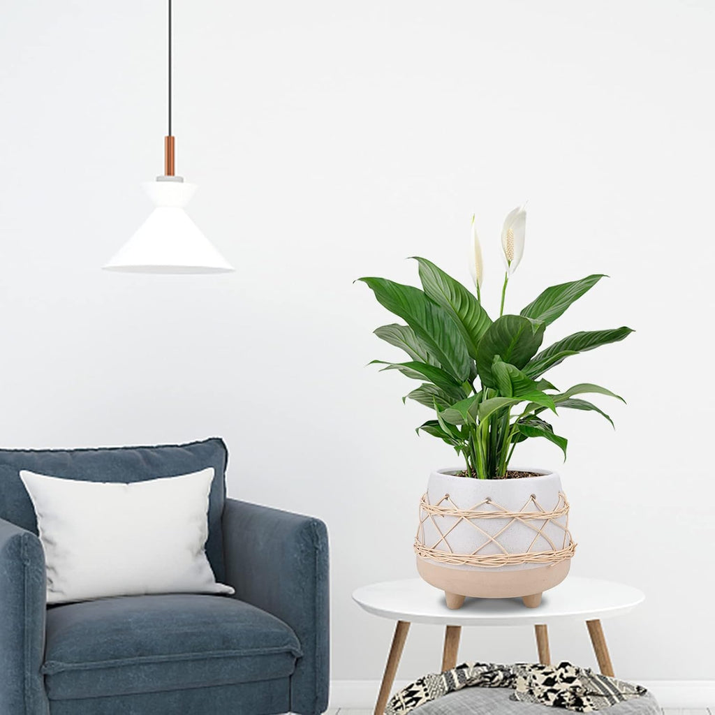 8 in Ceramic Planter Pot for Indoor & Outdoor Plant, Flower | Modern Rattan Accent Design, Mid-Century Planter with