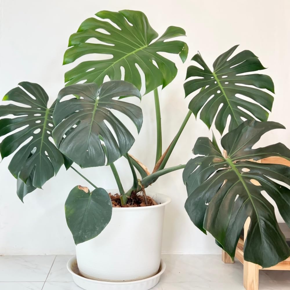 Green Philodendron Plant Live, Starter Houseplant, 5-8 Inch Tall | Zones 10-12 Indoors, Tropical Foliage, Moss Pole