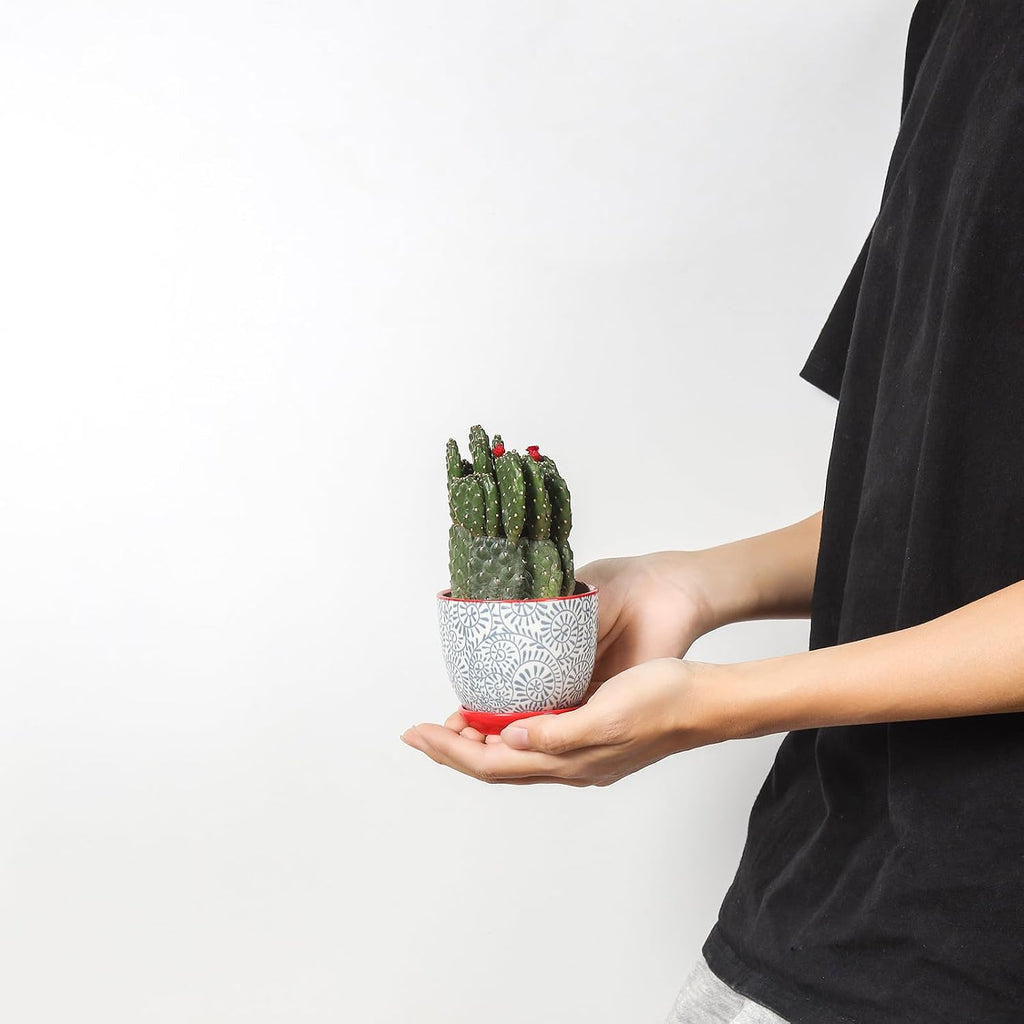Selamica Ceramic Plant Pots, Indoor Flower Pots for Indoor Plants, 3.5+4.6+5.5 Planters with Drainage Hole & Saucer