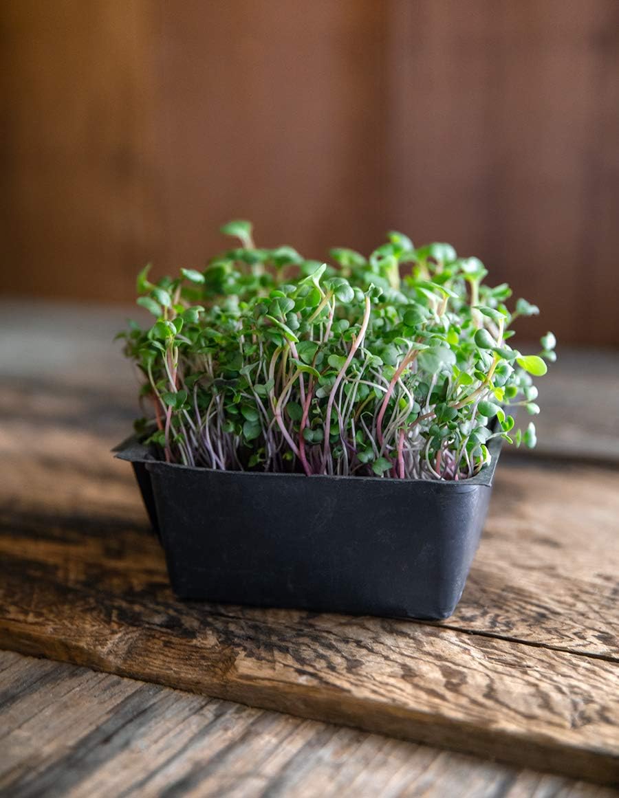 Heirloom Sprouting & Microgreen Seed Variety Pack | Contains Waltham 29 Broccoli Sprouting Seeds, Rainbow Radish