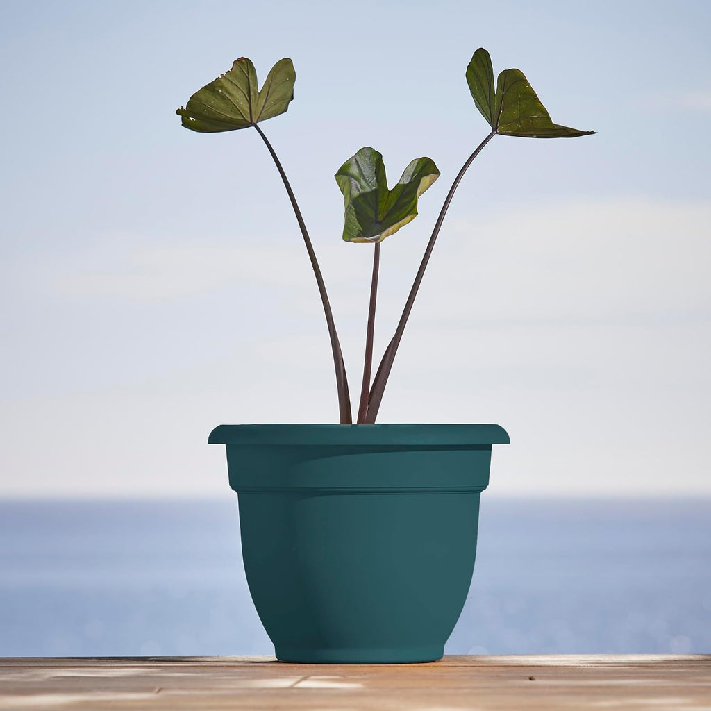 Bloem Ariana 12" Plastic Self-Watering Planter, Charleston Green, 2-Pack | Self-watering disk at the bottom of each pot