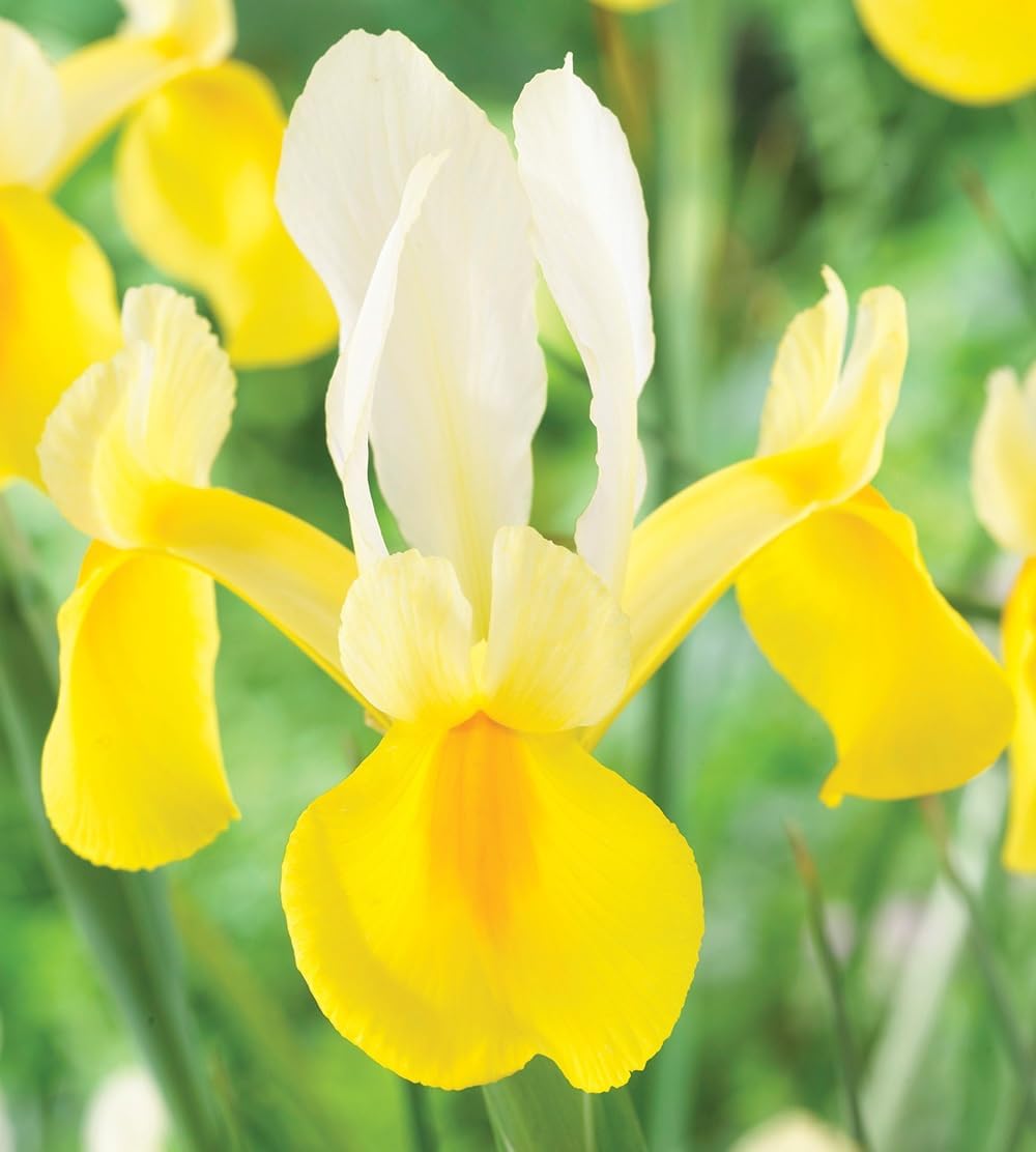 Montecito & Miss Saigon Iris Mix Bulbs - Perennial Dutch Iris, Fragrant Blooms | Spring Flowering 15x Montecito and 15x