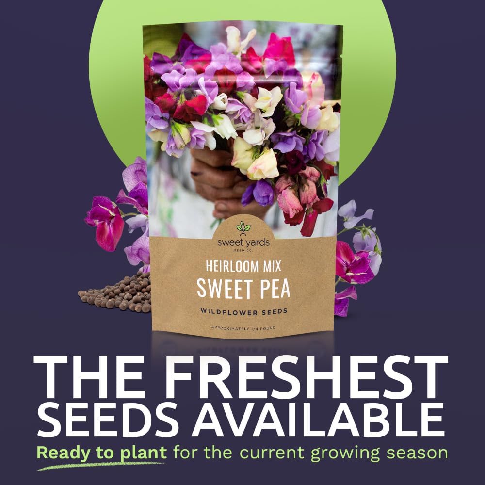 Sweet Pea Seeds Heirloom Mix - Bulk 1/4 Pound Bag - Over 1,400 Seeds - Large Fragrant Lavender, Purple, Red, Pink and