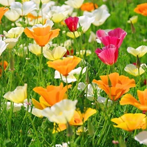 ~ Bulk California Poppy Seeds - Mixed Colors Eschscholzia californica 234,000 Seeds (1 lb) Non GMO