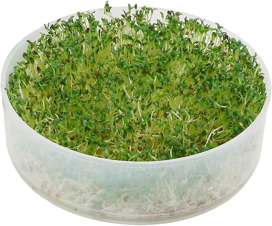 KITCHEN CROP VKP Brands 4-Tray Sprouter