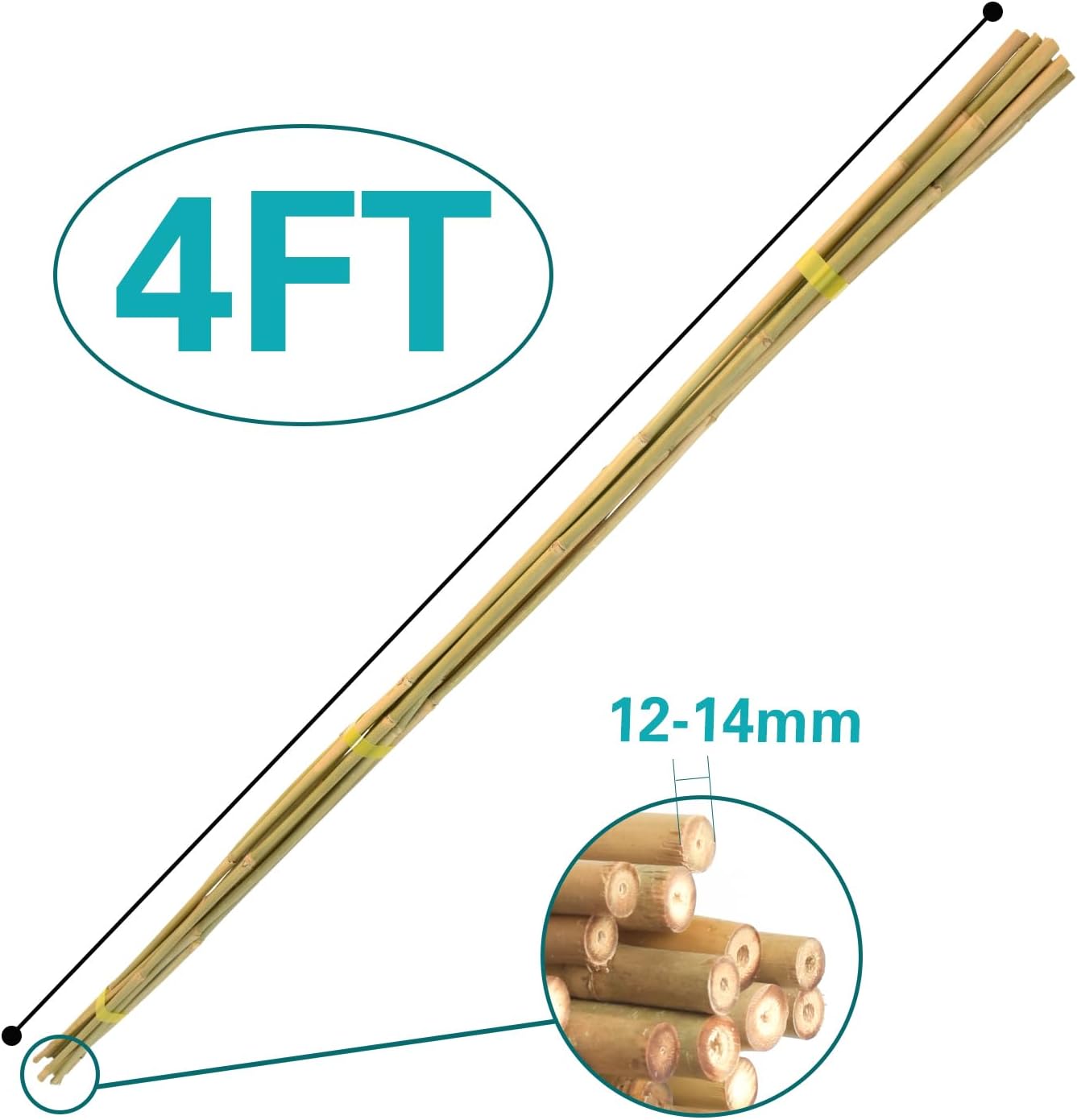 30pcs Bamboo Stakes 4FT, 1/2" D Thicker Garden Stakes Multi-Purpose, Plant Stakes for Tomatoes, Beans, Cucumbers