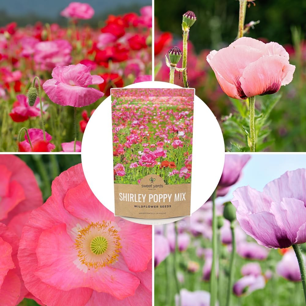 Shirley Poppy Seeds – Mixed Colors – Bulk Quarter Pound Bag – Over 800,000 Open Pollinated Non-GMO Wildflower Seeds –