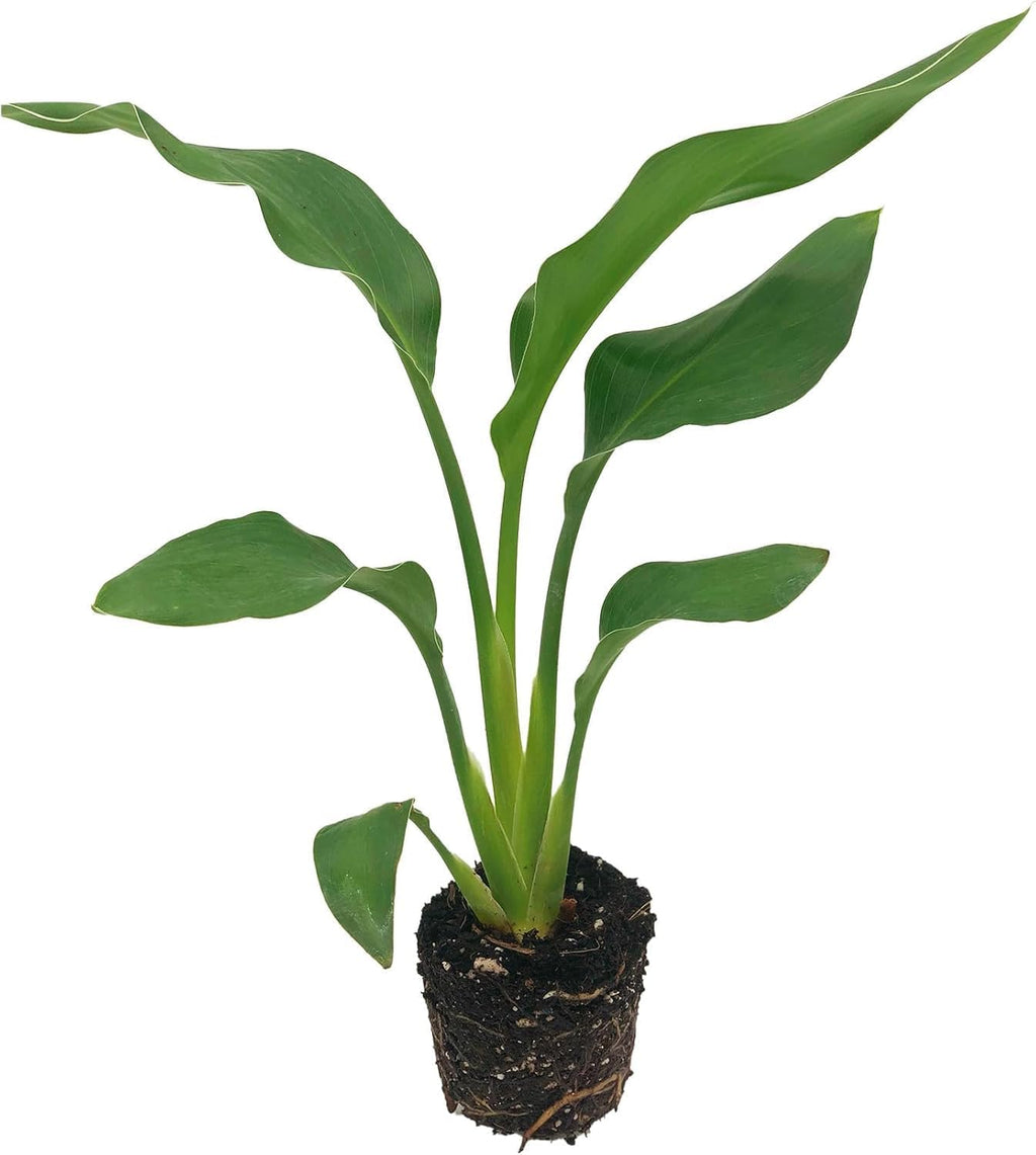 Live Orange & White Birds of Paradise Plant Variety - 'Birds of Paradise' Strelitzia nicolai - ragnaroc Tropical Plant