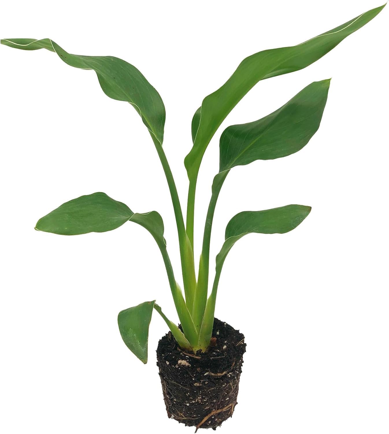 Live Orange & White Birds of Paradise Plant Variety - 'Birds of Paradise' Strelitzia nicolai - ragnaroc Tropical Plant