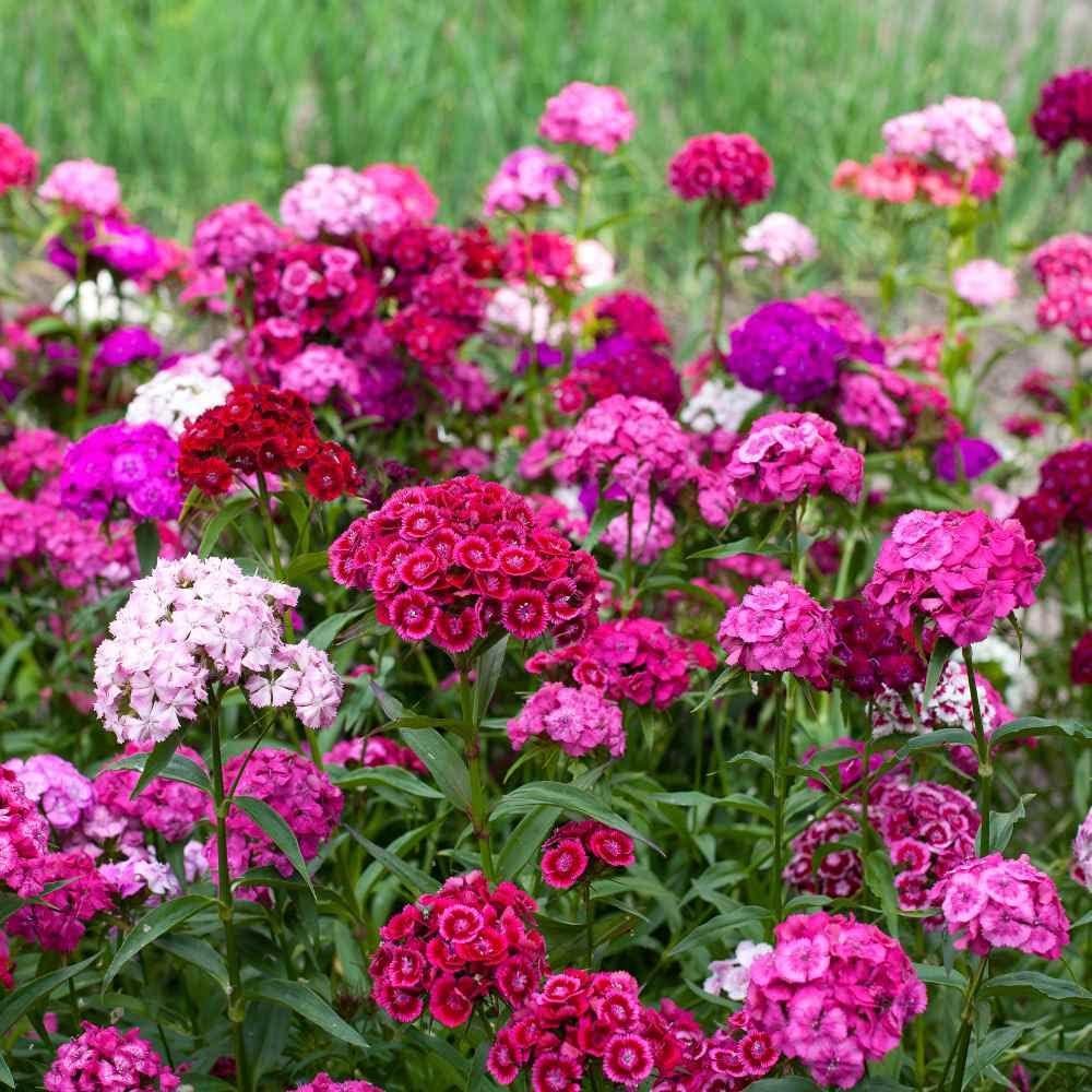 Outsidepride Sweet William Dianthus Seeds - 1 Lb. Perennial, Winter Hardy Wildflower Seeds w/Fragrant & Vibrant Blooms