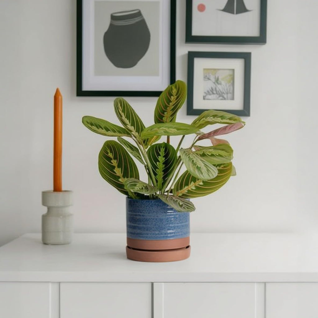 HERDUK 6 Inch Plant Pots, Ceramic Planter Pot with Drainage Hole & Saucer, Indoor/Outdoor Cylinder Round Planter Pot