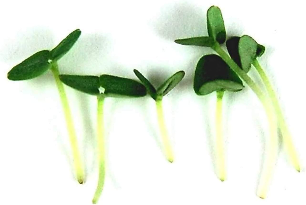 Mountain Valley Seed Co Thai Basil Seeds - (4 Oz) Bulk Herb Seeds | Growing Microgreens, Indoor Gardening: Micro Greens