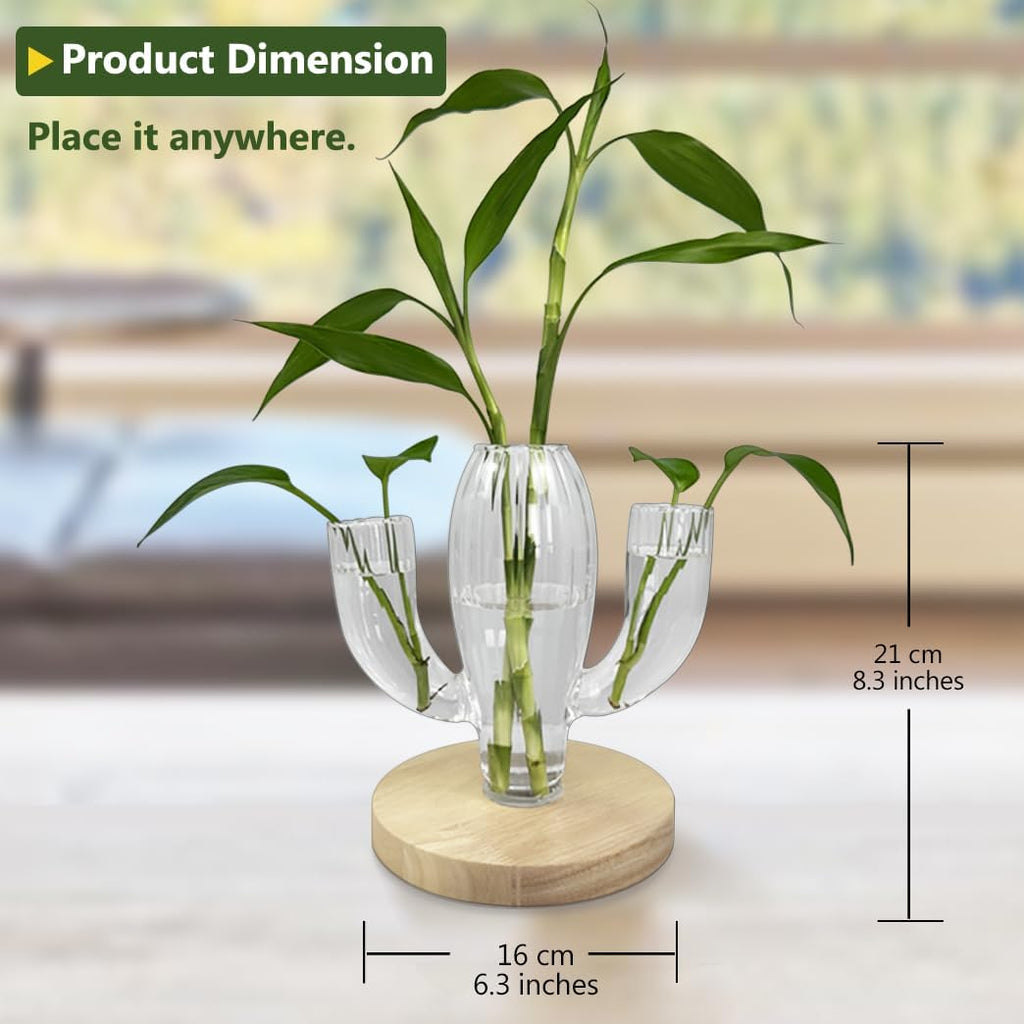 Plant Propagation Stations, Unique Cactus-Shaped Plant Propagating Vase, 3 Independent Areas for Various Plants