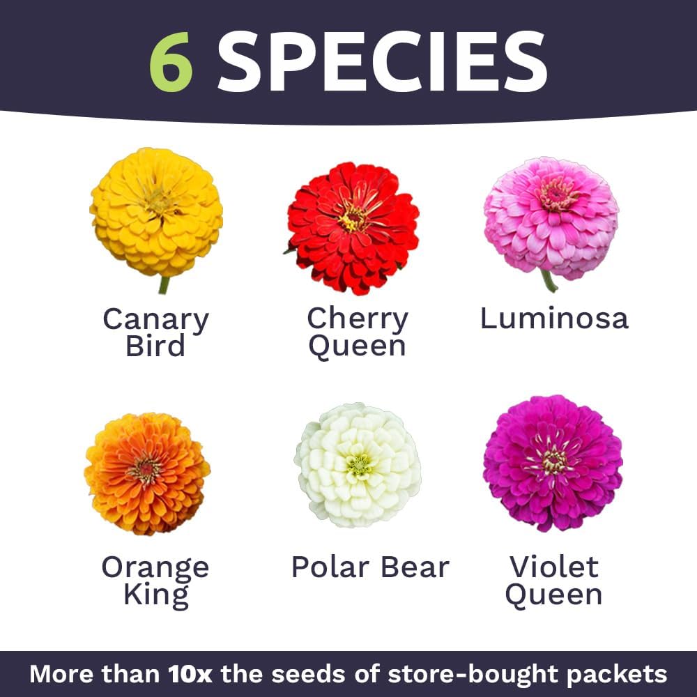 Bulk Zinnia Seeds - California Giants Mix - 5 Pounds - Over 240,000 Flower Seeds - Mixed Colors and Large Blooms