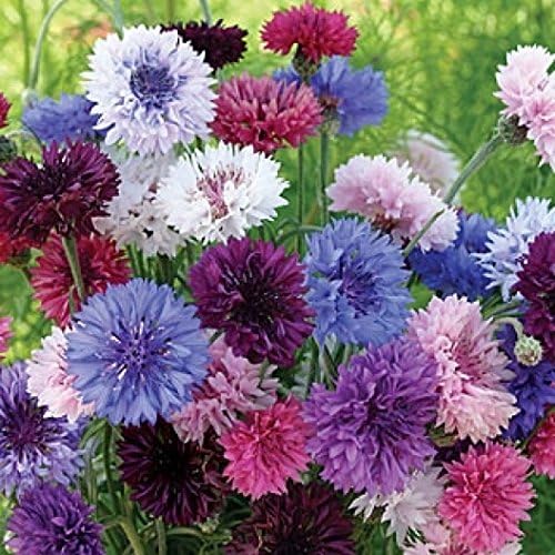 Cornflower/Bachelor Button Seeds - Tall Mix Centaurea Cyanus Non GMO Bulk (1 lb) 90,000 Seeds