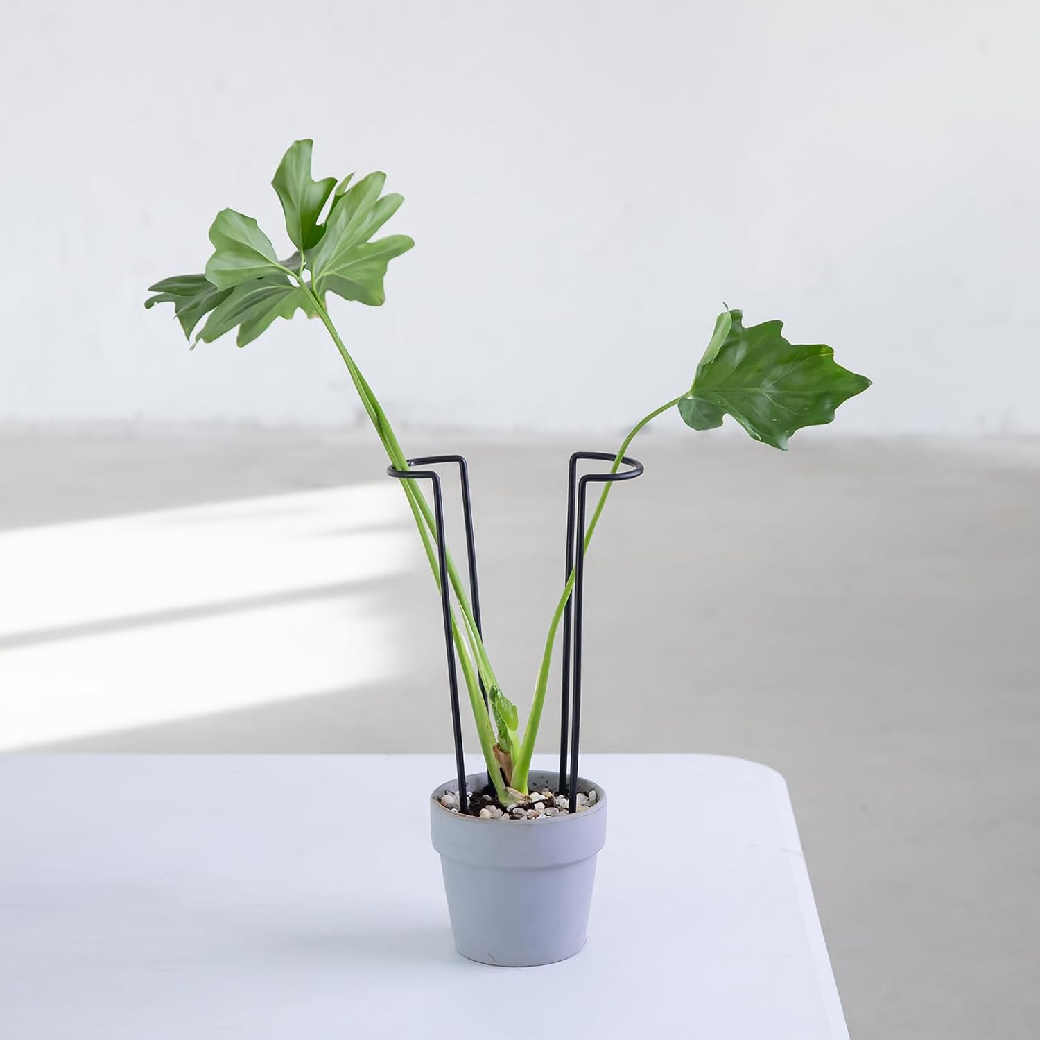10Pcs Monstera Plant Support - 12" Durable Iron U-Shaped Trellis Stakes | Plant Support Structures & Stakes for Indoor
