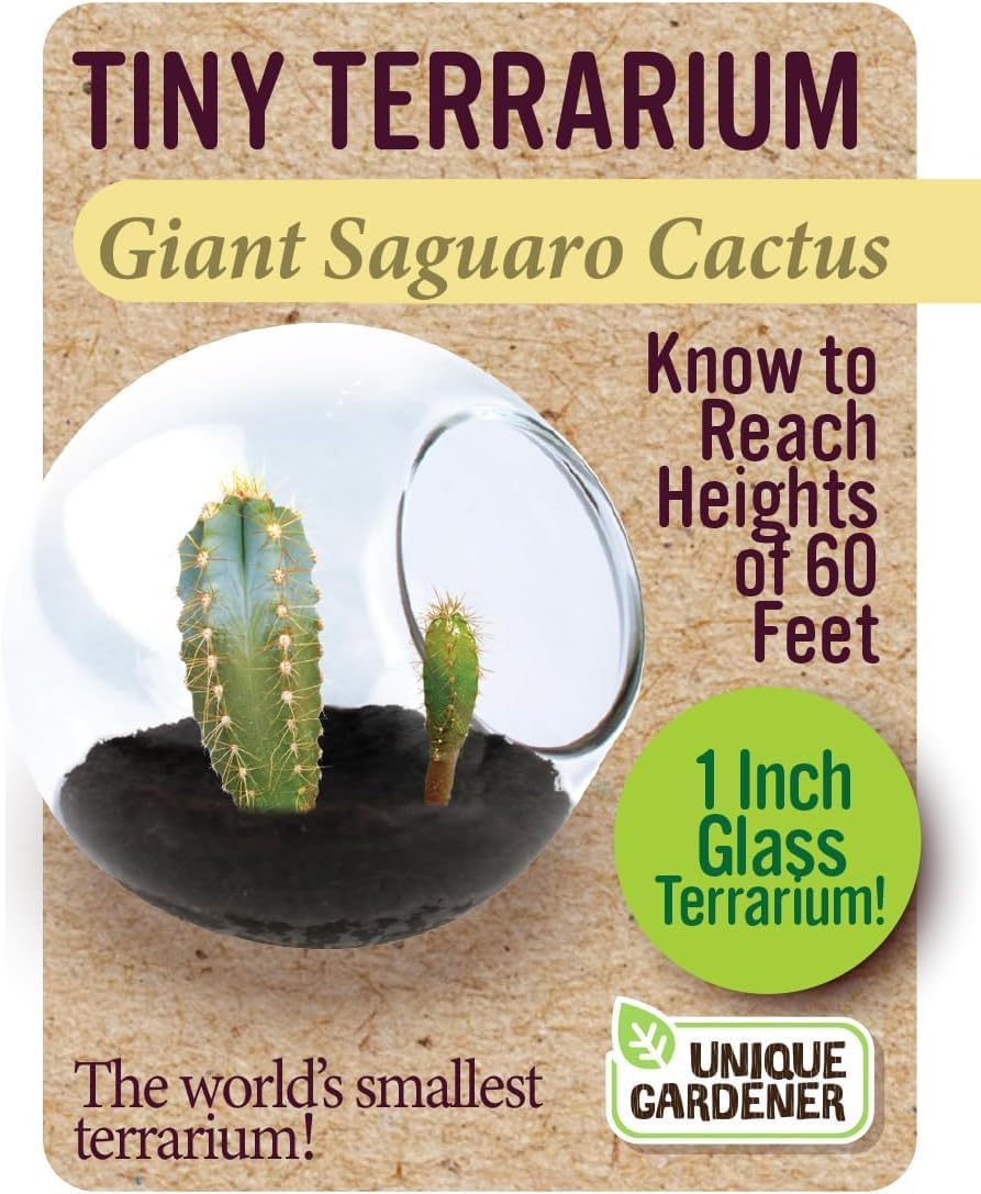 Tiny Terrarium Plant Seeds 6 Variety Cacti Pack, DIY Indoor Succulents and Live Plants for Home or Garden Planting
