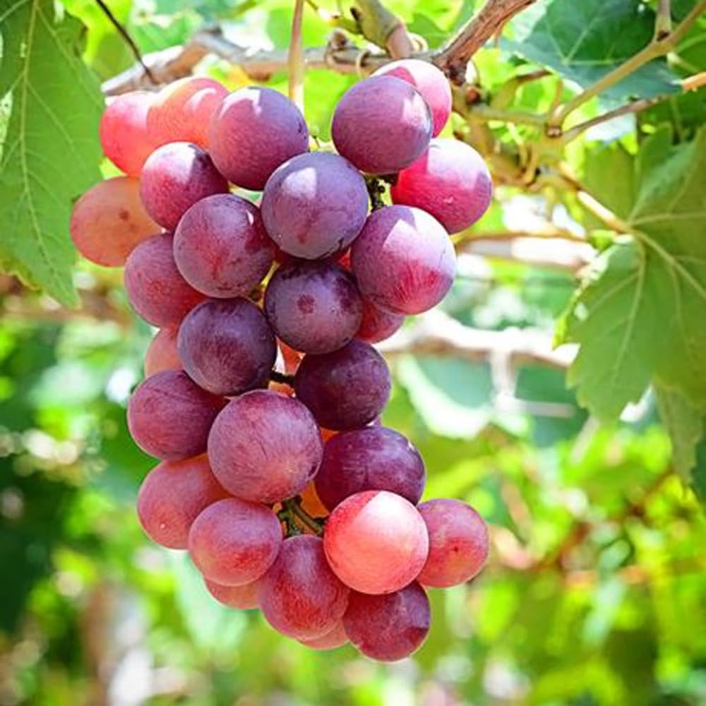 Red Grape Live Plant, Perennial Fruit Vine | 2 Year Old, Self Fruitful, Moderate Watering, Full Sun, Well-Drained Soil