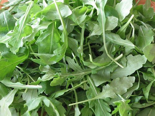 Bulk Non GMO Arugula Seeds (1/2 lb) 82,500 Seeds - Heirloom, Open Pollinated - Fortified with Mycorrhizae
