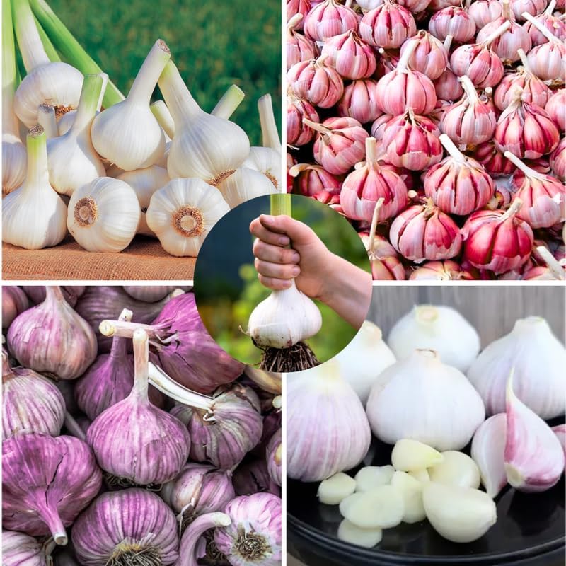 1 Lb Mix Hardneck Garlic Bulbs for Planting, Vegetable Garden | High Yield, Well-Drained Soil, Zones 3-9 Hardy, Autumn