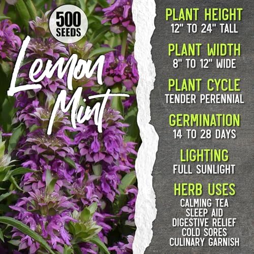 Seed Needs Medicinal Herb Seeds Variety Pack of 6 Tea & Infusion Collection