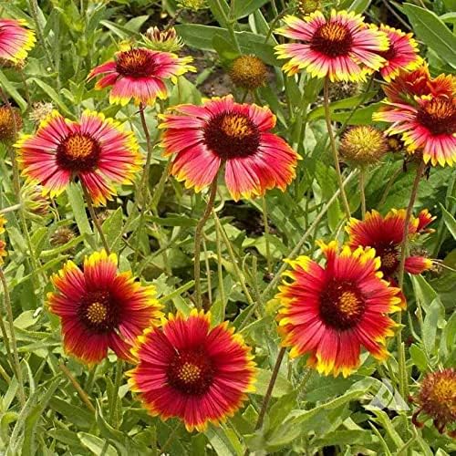 Outsidepride Gaillardia Aristata Red Blanket Flower Seeds for Planting - 1 lb Perennial Wildflower Seeds