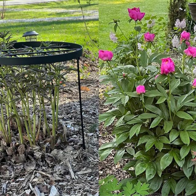 23.6" Peony Cages and Supports,Plant Support Ring for Hydrangea | Durable Round Garden Flower Rings,Tall Plant Support