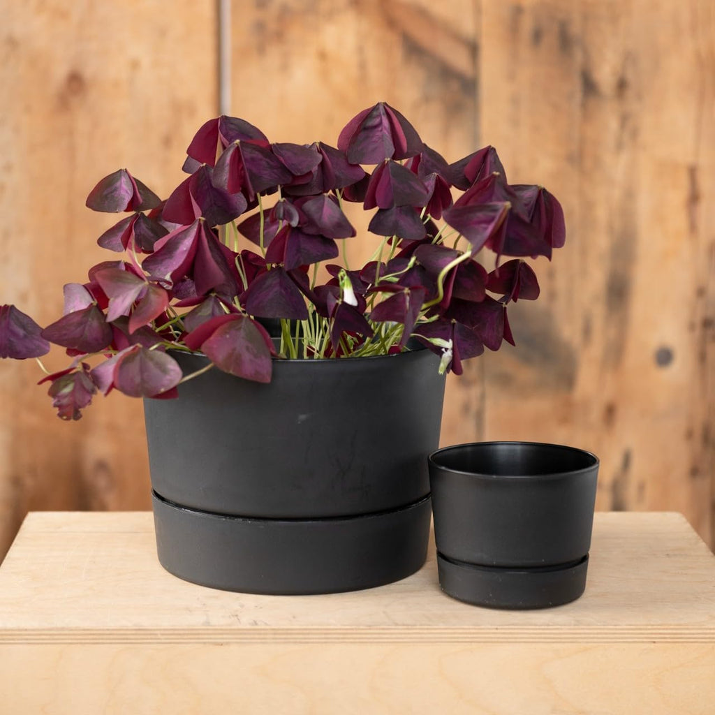 Root & Vessel Majestic Mid-Century Modern Low Profile Cylinder Pot, Matte Black, 12.5"