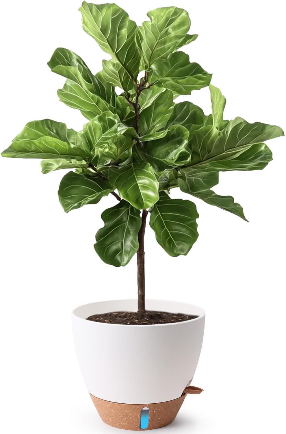 T4U Self Watering Pot for Indoor Plants, 12 Inch, Water Indicator, White | Visible water level window, Monstera and