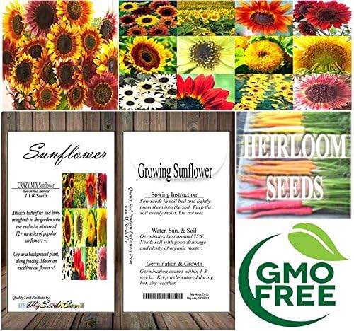 1 lb (6,500+ Seeds) Sunflower Sunny Sun Flower Crazy Mix Sunflower Seeds - Non-GMO Seeds By MySeeds.Co (1 lb Sunflower