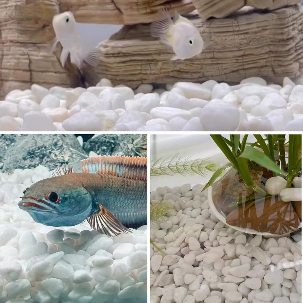 20lb White River Rocks for Landscaping, 2-3 Inch Natural Pebbles for Indoor Plants, Snow White Decorative Stones, Ideal