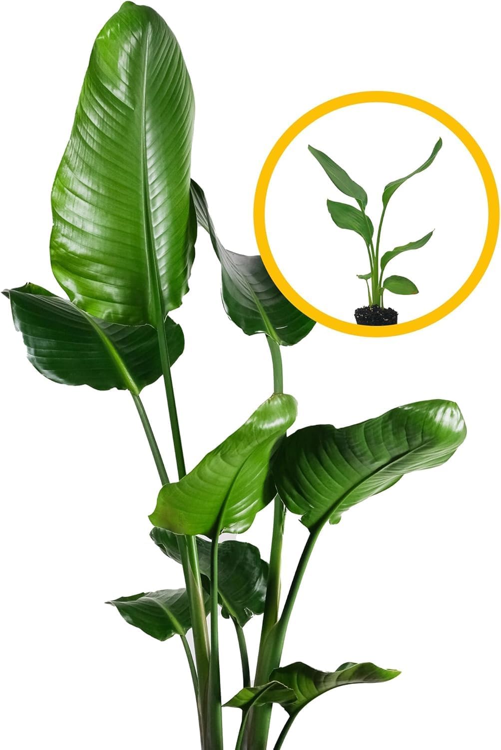 Live Orange & White Birds of Paradise Plant Variety - 'Birds of Paradise' Strelitzia nicolai - ragnaroc Tropical Plant